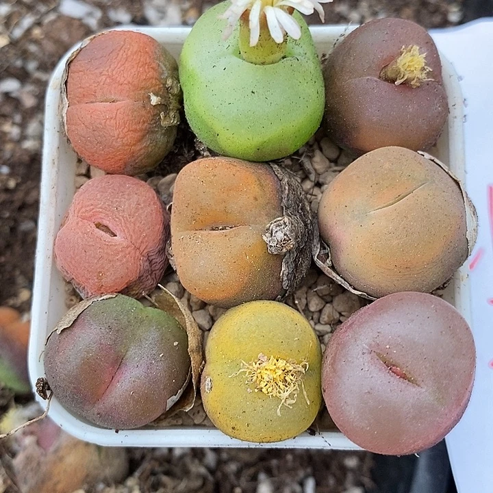 21106有伤一组。