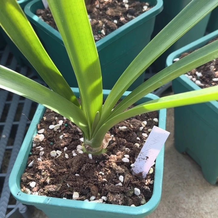 无花朵多多朱顶红4厘米