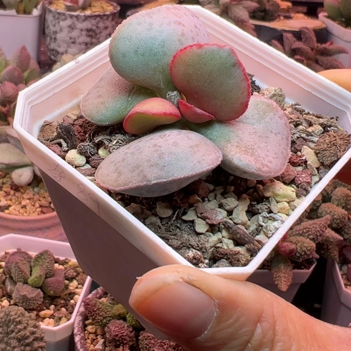 一物一拍，感谢支持