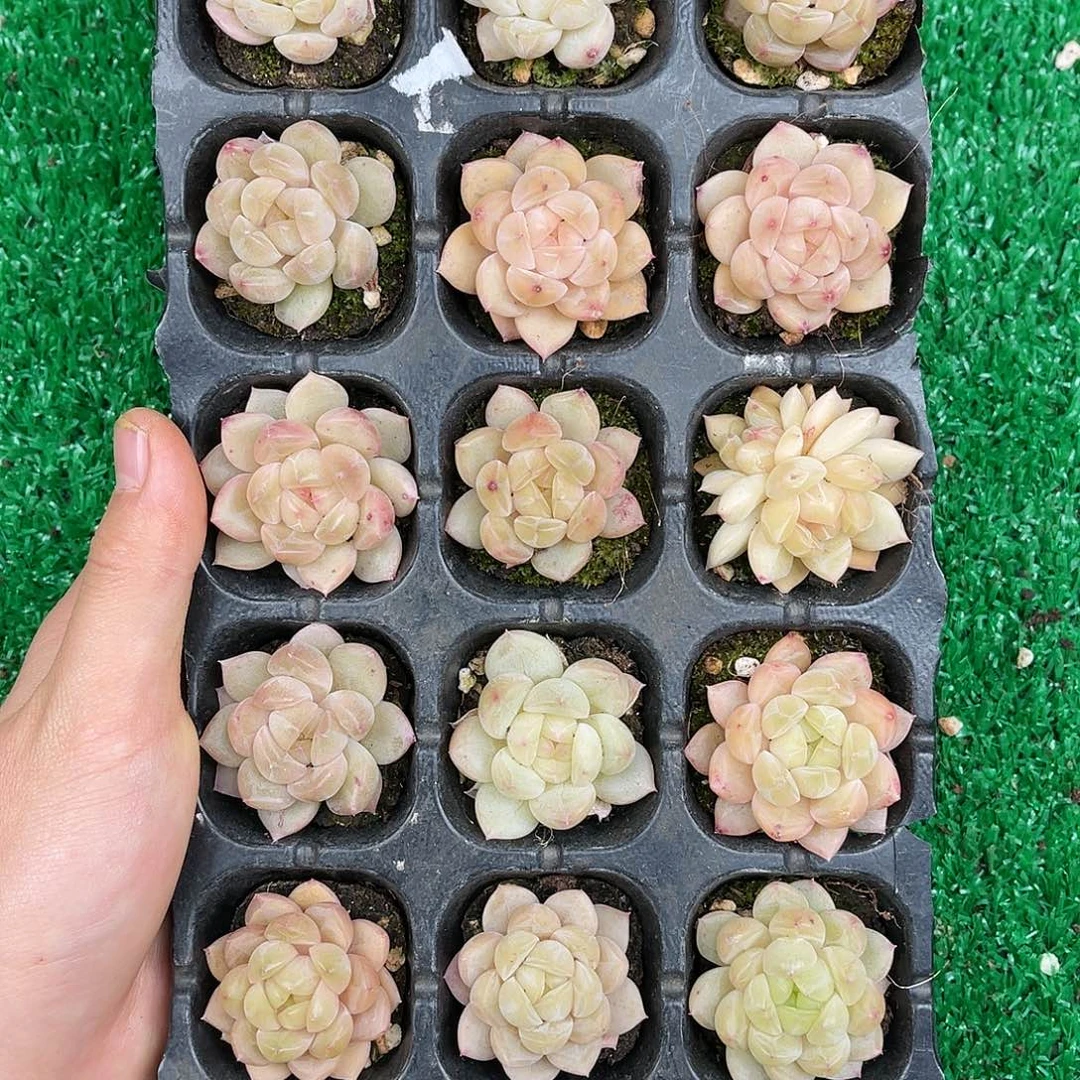 多肉一物一拍21-27