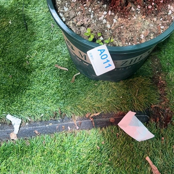 阿****肉011倾城砍头多肉植物