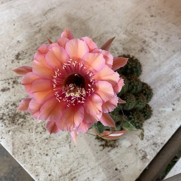 彩草自根红思弟大个的随机发货一个