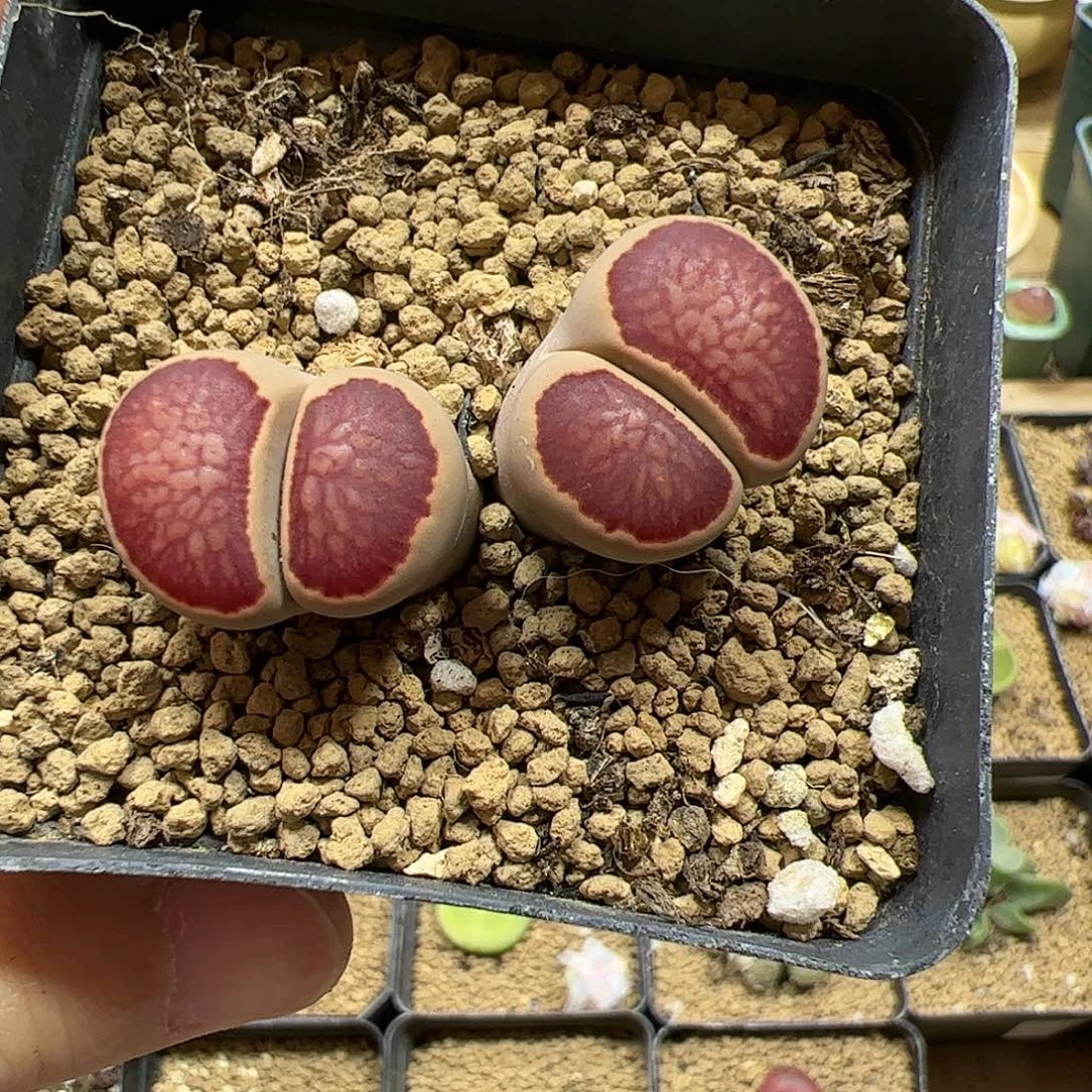 【闪购商品】343 菊