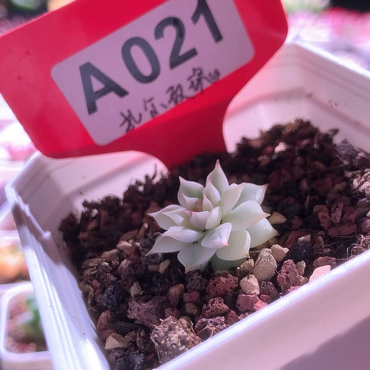 扎尔玫瑰覆轮锦有根