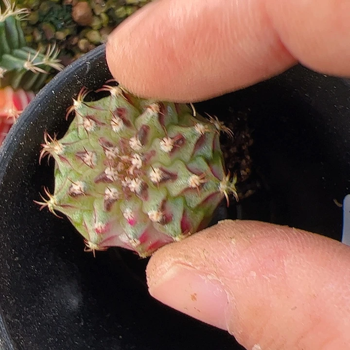 戒***戒当前无花栽培后可以开花349