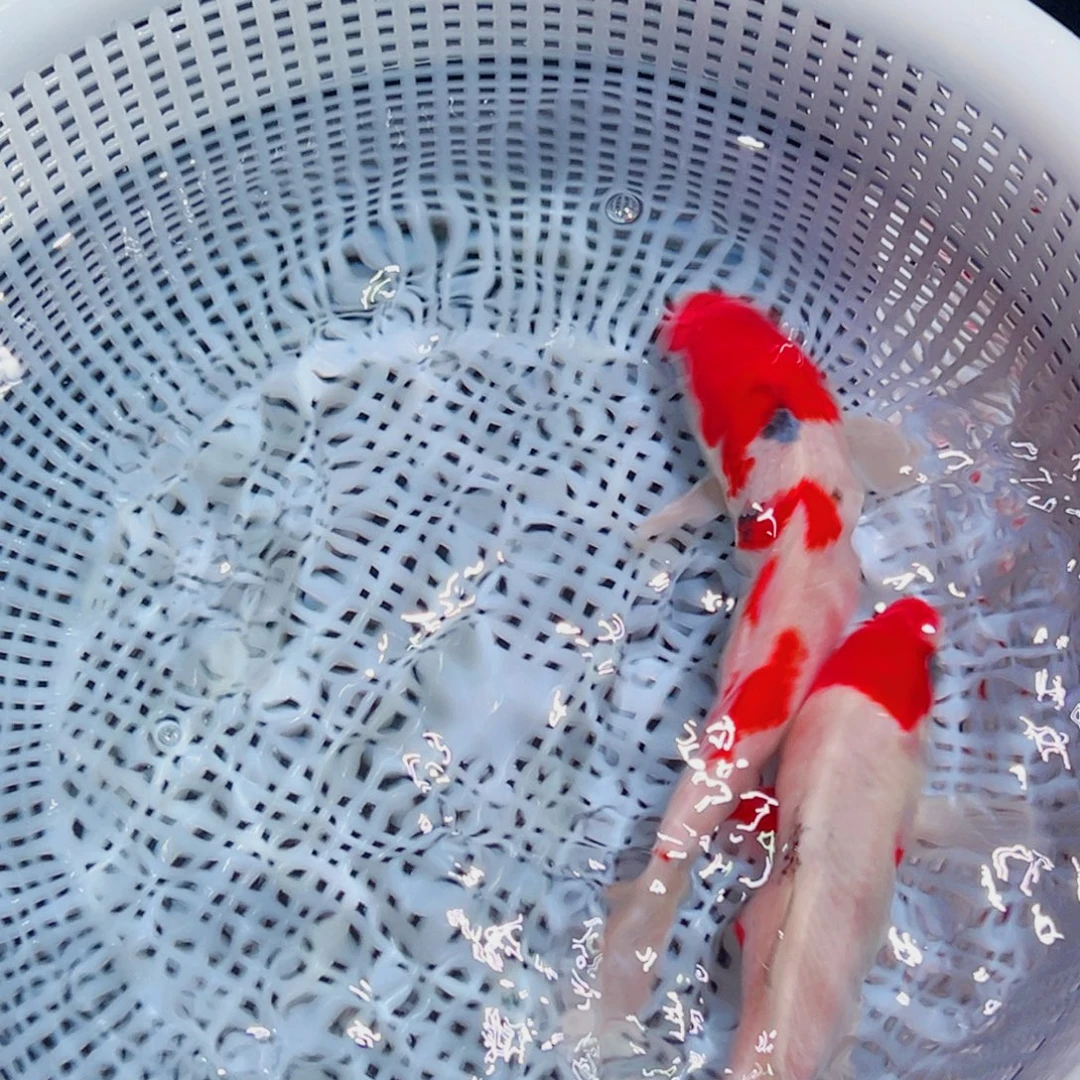 锦鲤锦鲤观赏鱼1111