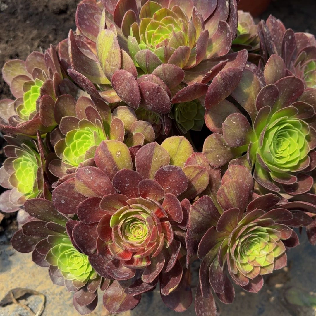 无花朵672多肉植物捧花的