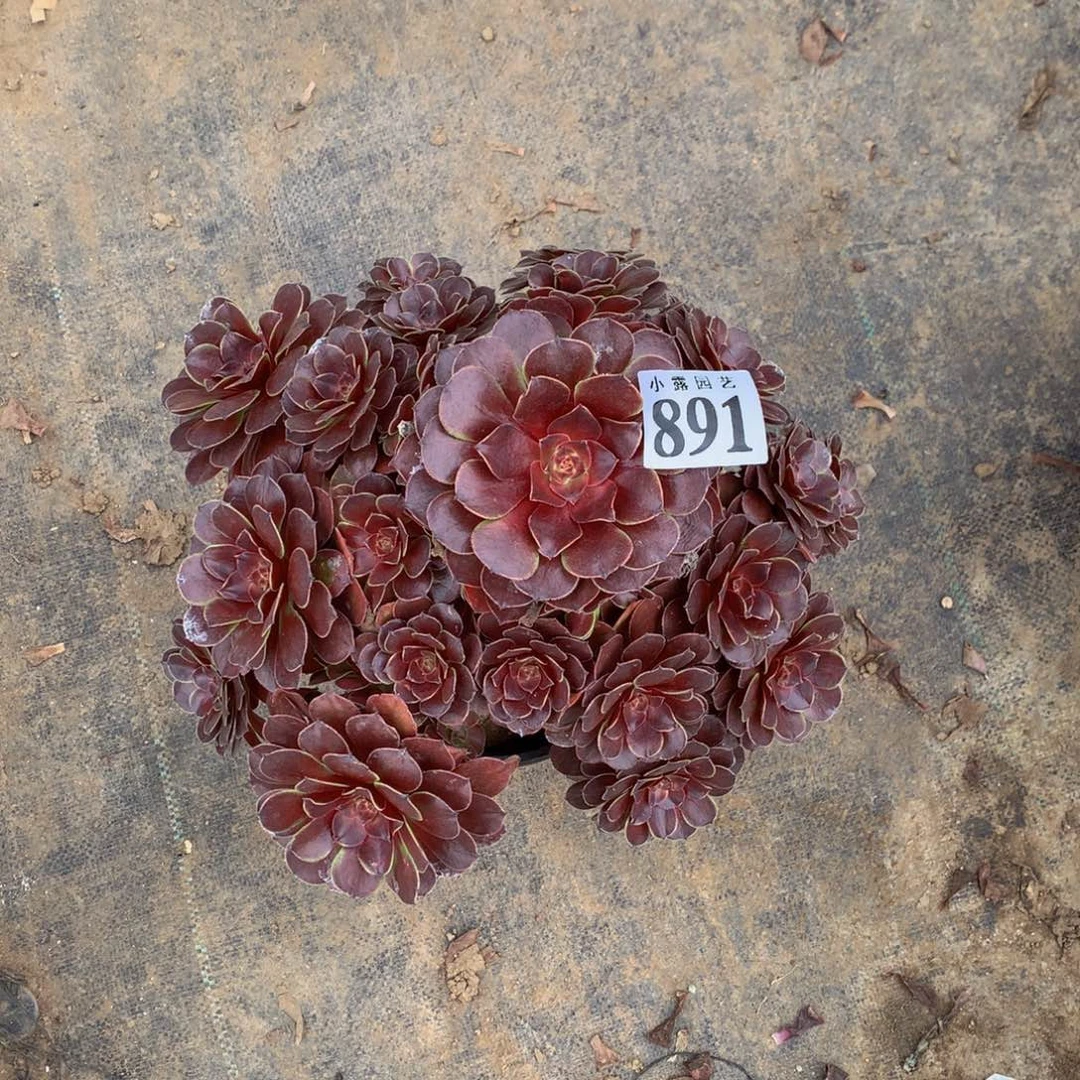 紫*多肉植物891墨黑88888