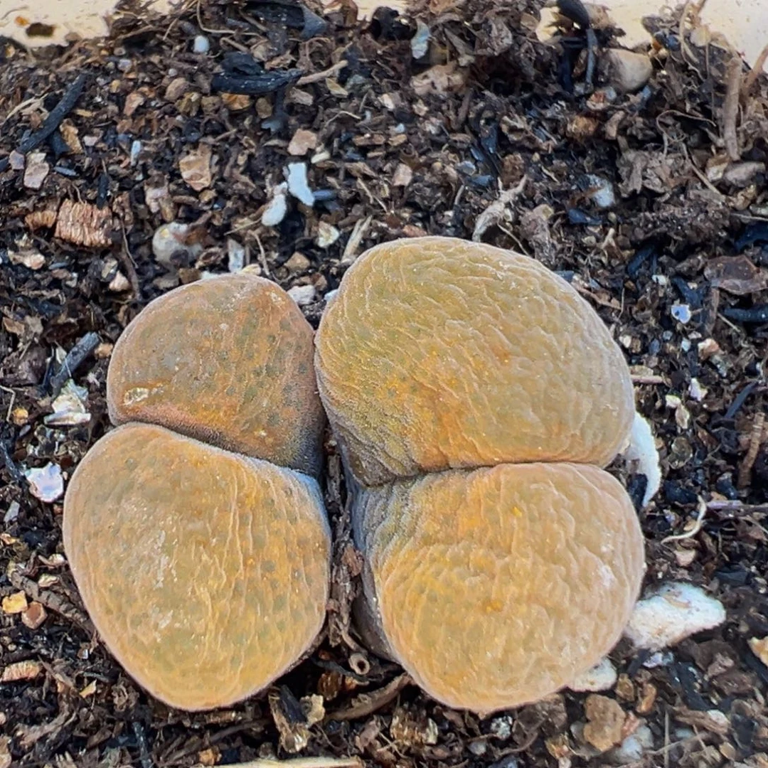 140多肉植物百科植物