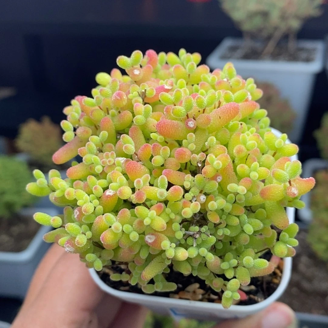 c12号蜜橘糖球枝干多肉