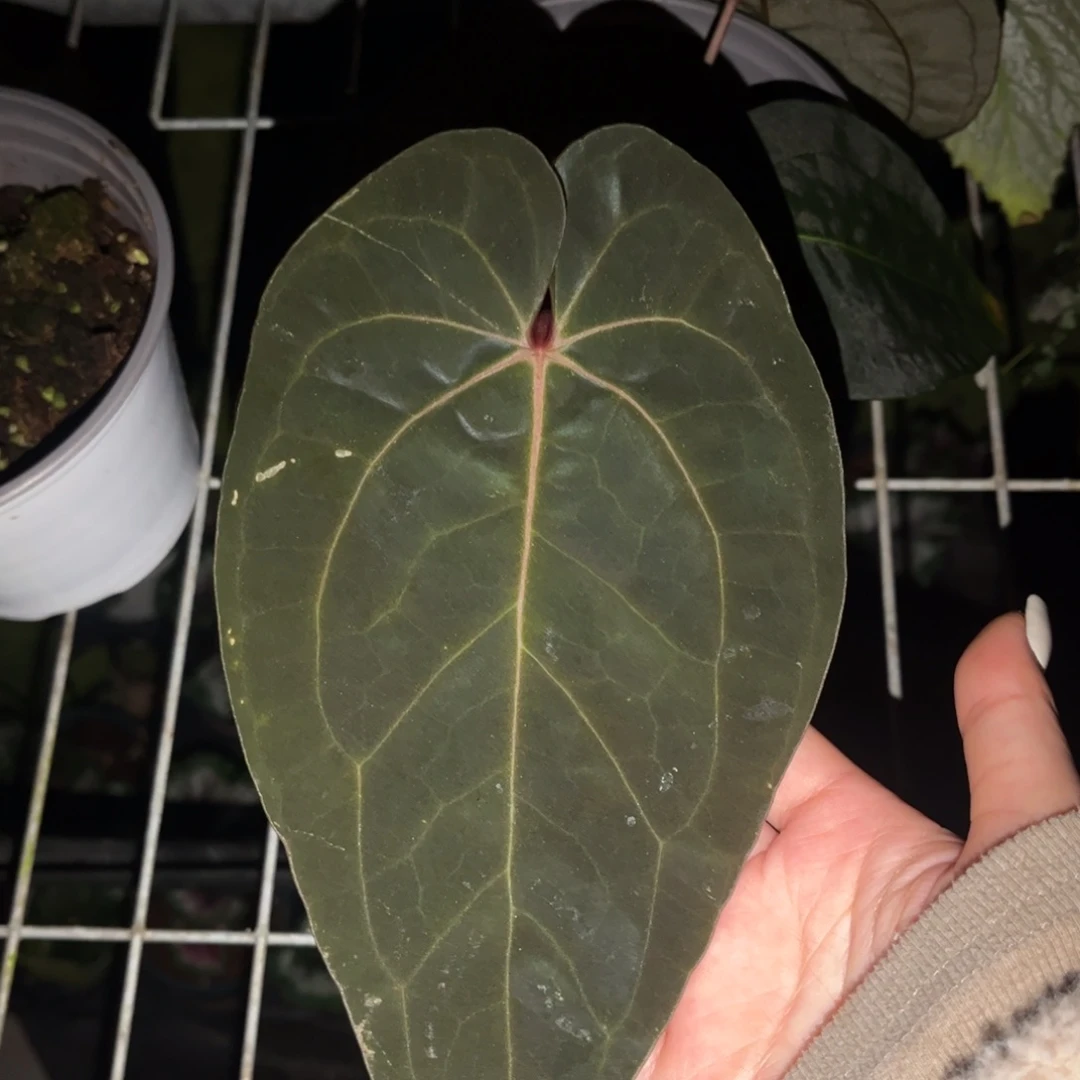 无花朵黑寡妇杂黑桃33