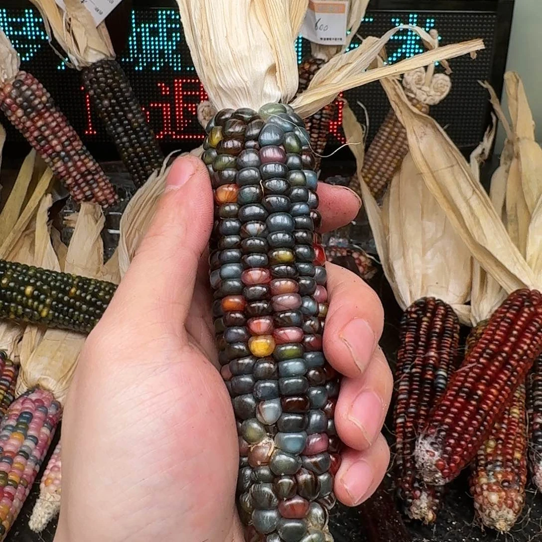 柏香籽/百香籽吊坠香**汁