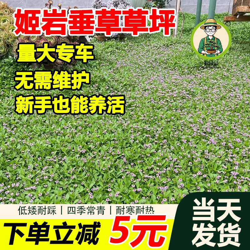 拾园记姬岩垂草开花草坪多年生耐热寒庭院花园好养地被绿植物花卉