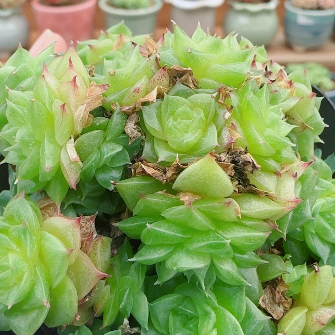 花语逸镜0927-30开播福利散