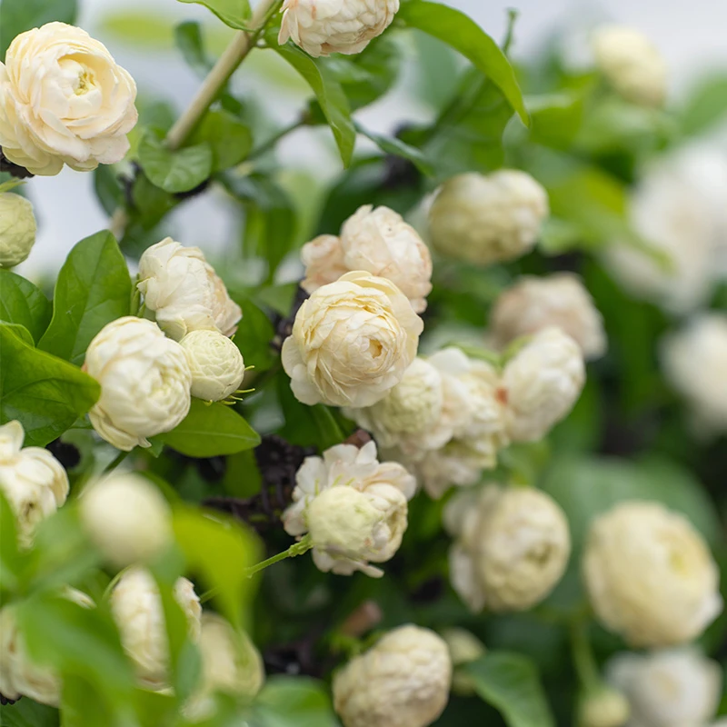 天狼 虎头茉莉/宝珠茉莉/茉莉花盆栽花苗 室内易养浓香开花植物
