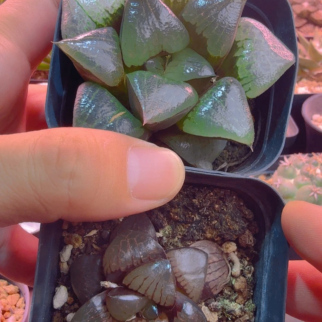阿寒湖➕日月潭多肉植物
