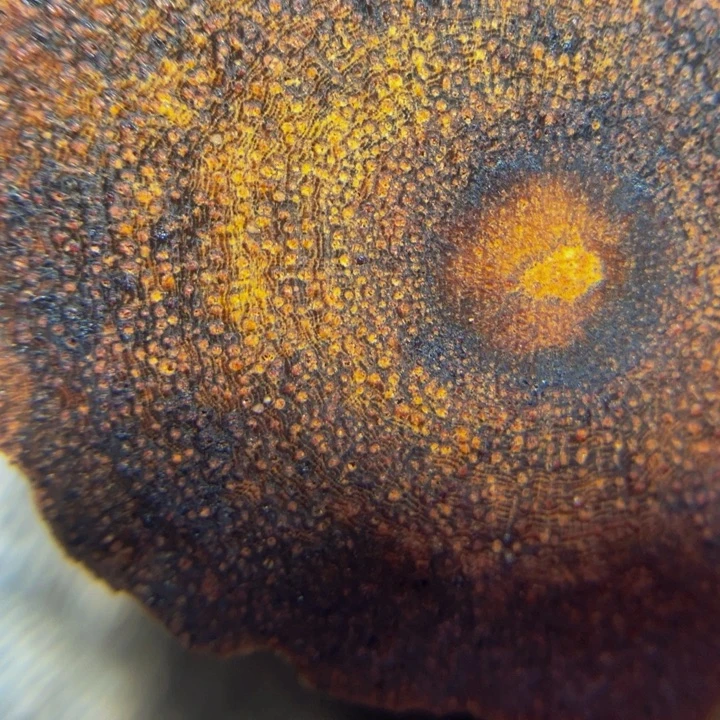 降真香手串定制缅甸小叶降真香