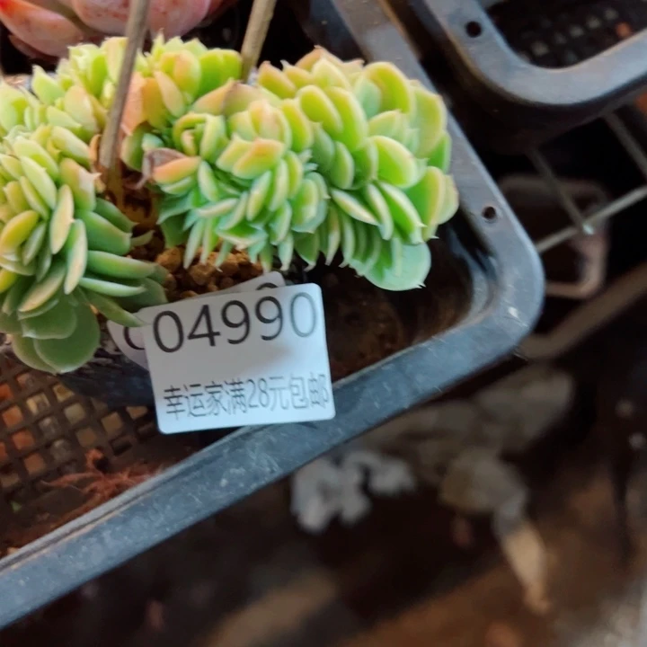 幸运的是我还没遇到你的