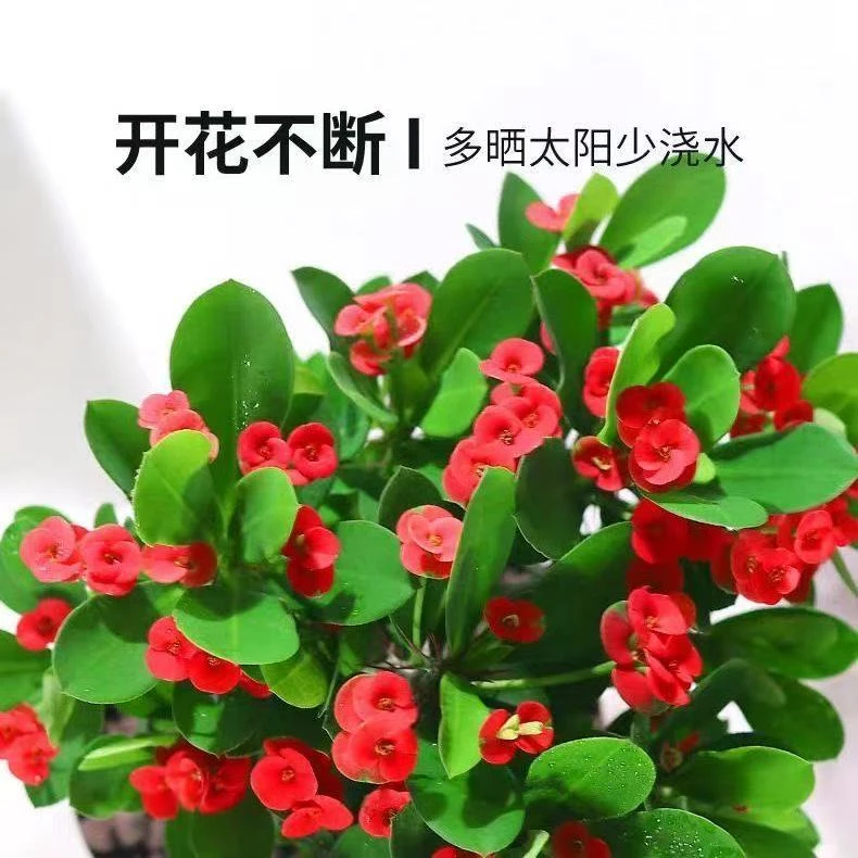 三盆虎刺梅铁海棠老桩盆栽花卉四季开花阳台耐干旱好养易活