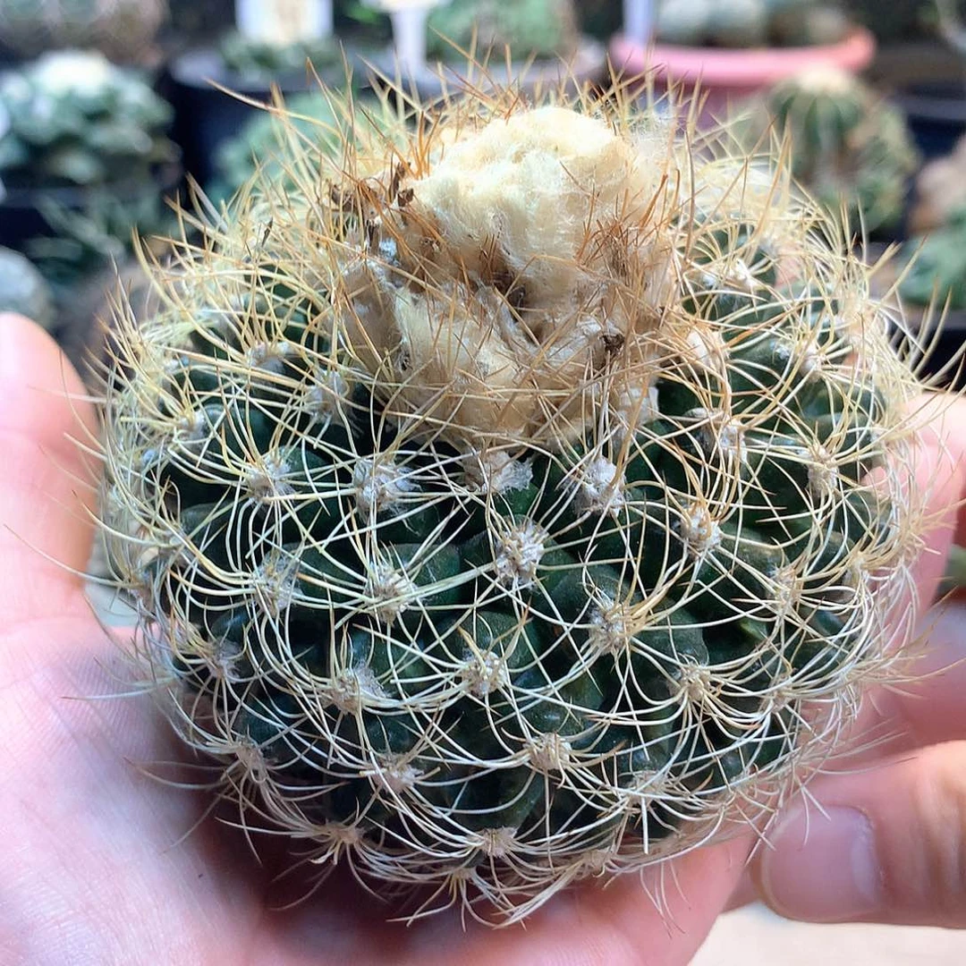 蜘蛛圆盘玉苗接没根