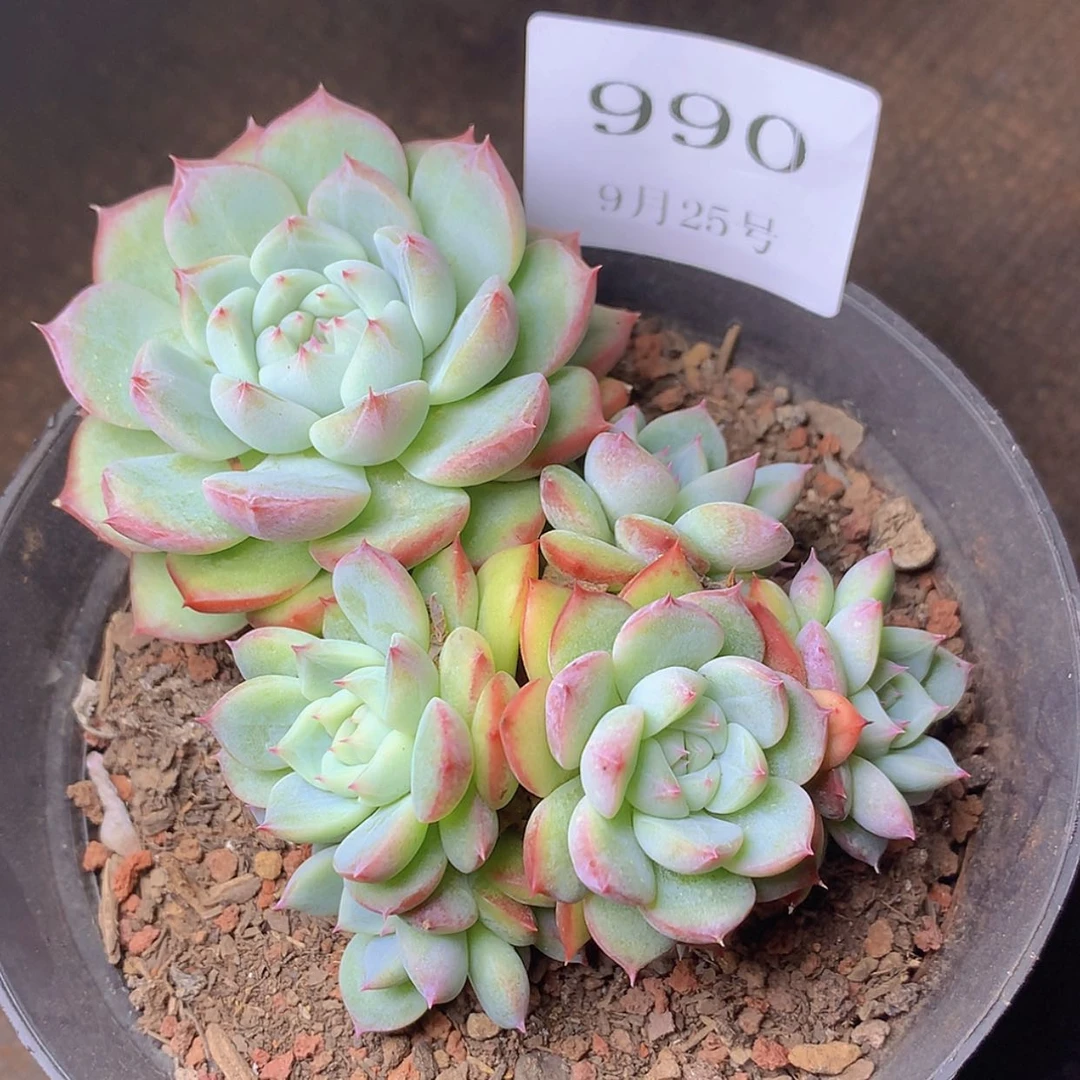【闪购商品】云990号