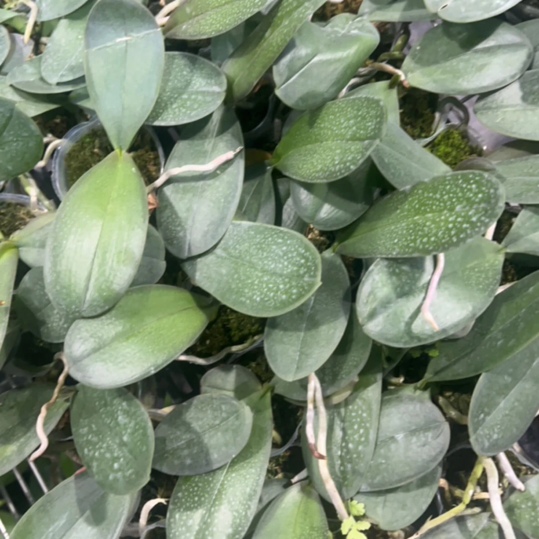 6颗2寸蝴蝶兰苗发货