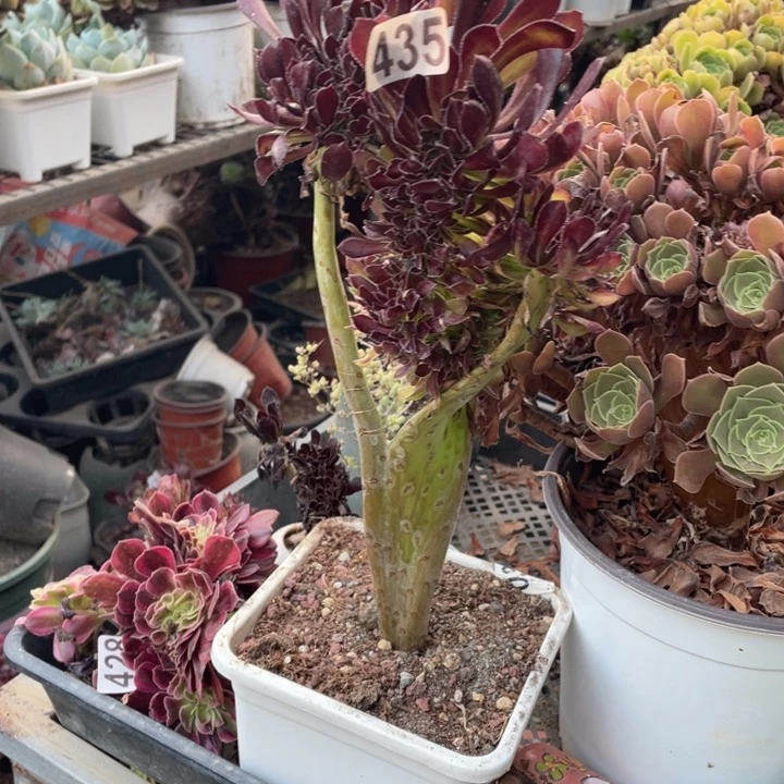 茹***435黑法师缀化多肉