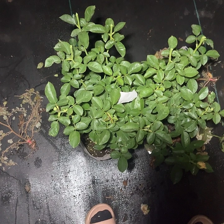 无花朵烟罗283号，