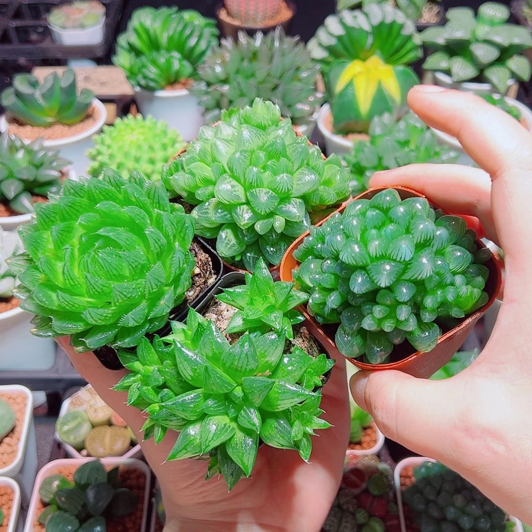 樱水晶水晶寿姬玉露群雪花玉露原盆土
