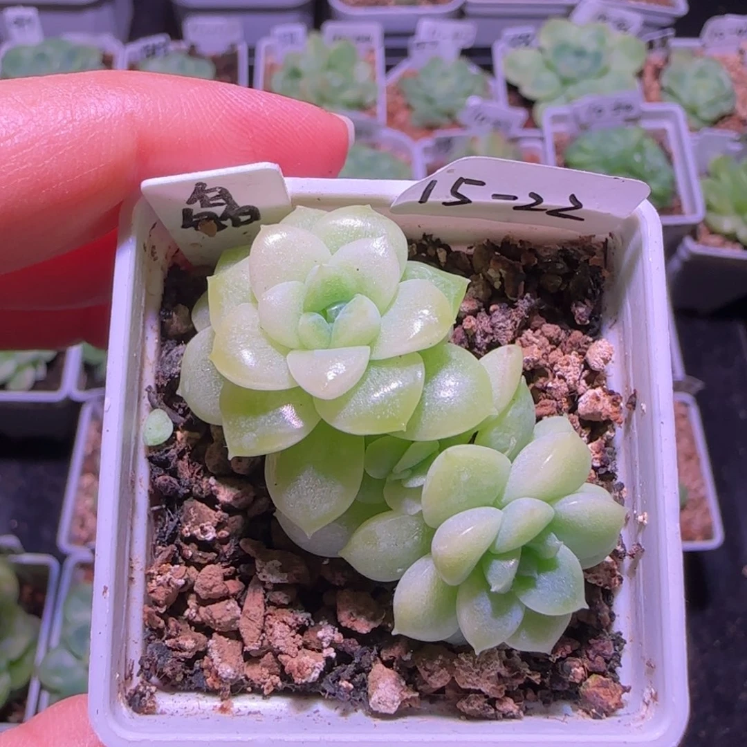 皛皛麦秆三头15-22