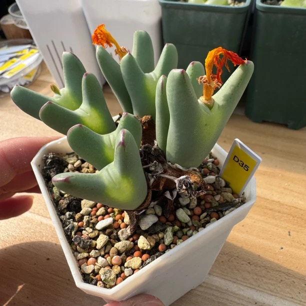 D35大型少将番杏科多肉植物脱土发货