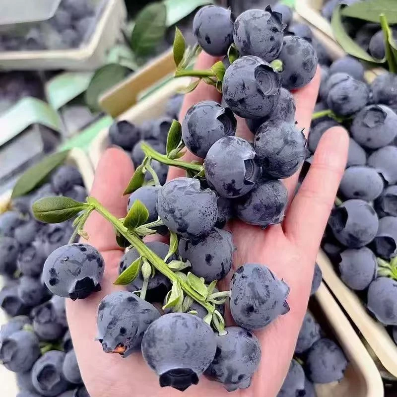 安【头茬蓝莓特大果】15mm-18mm果径 新鲜蓝莓 现摘现发 100g/盒