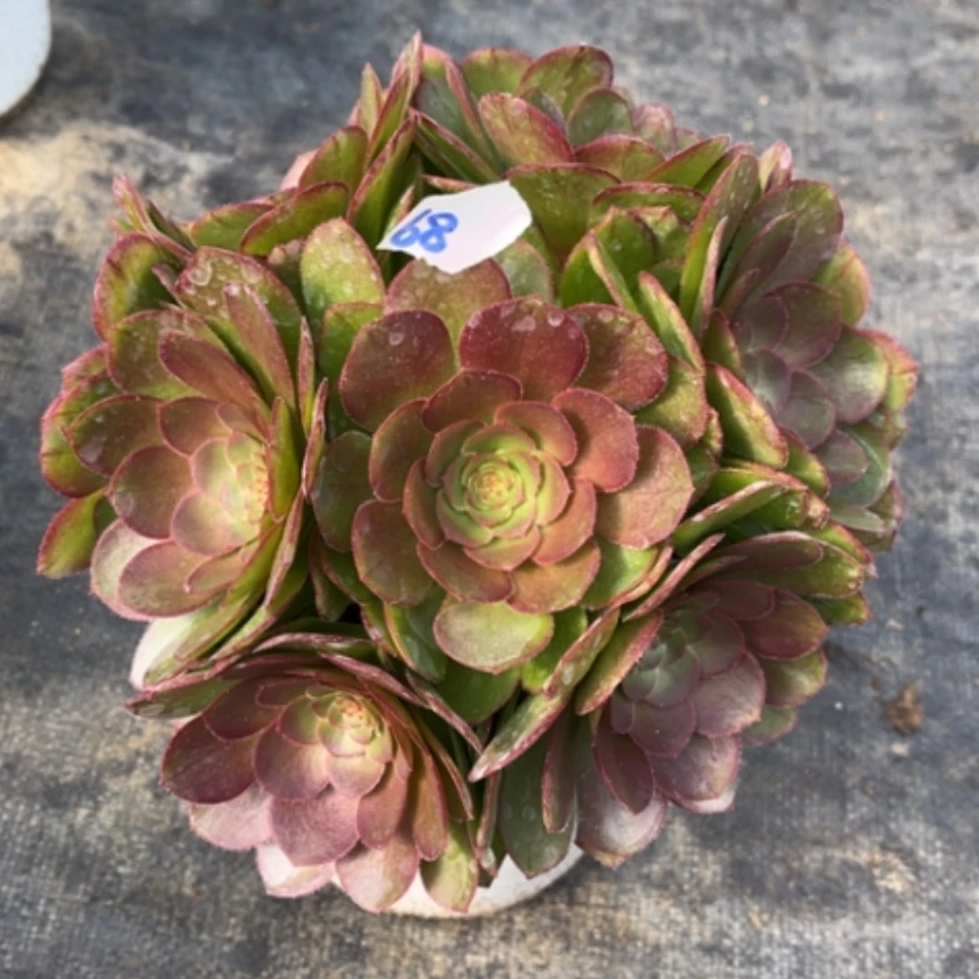 【闪购商品】68莎啦碗多肉法师