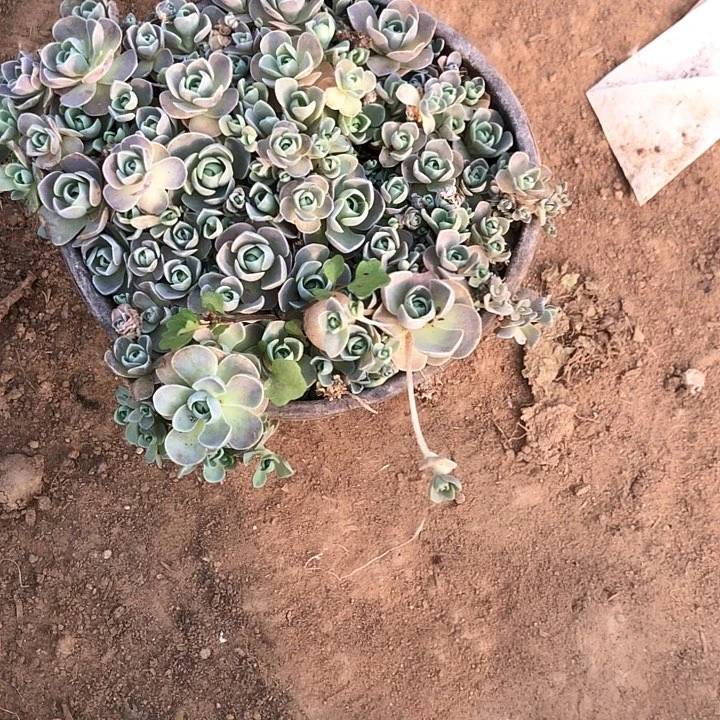 紫赤年哈一物一拍1