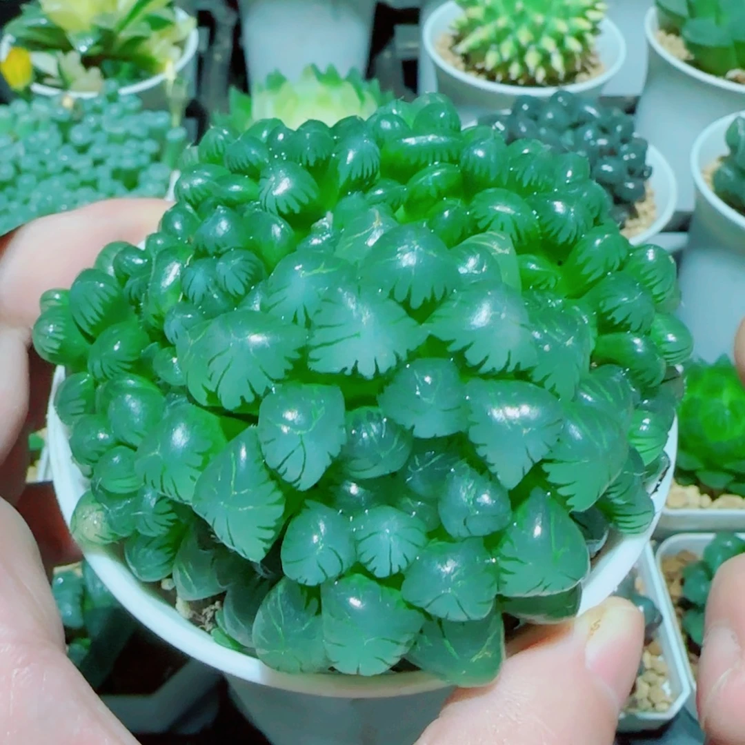 粉姬玉露群多肉植物