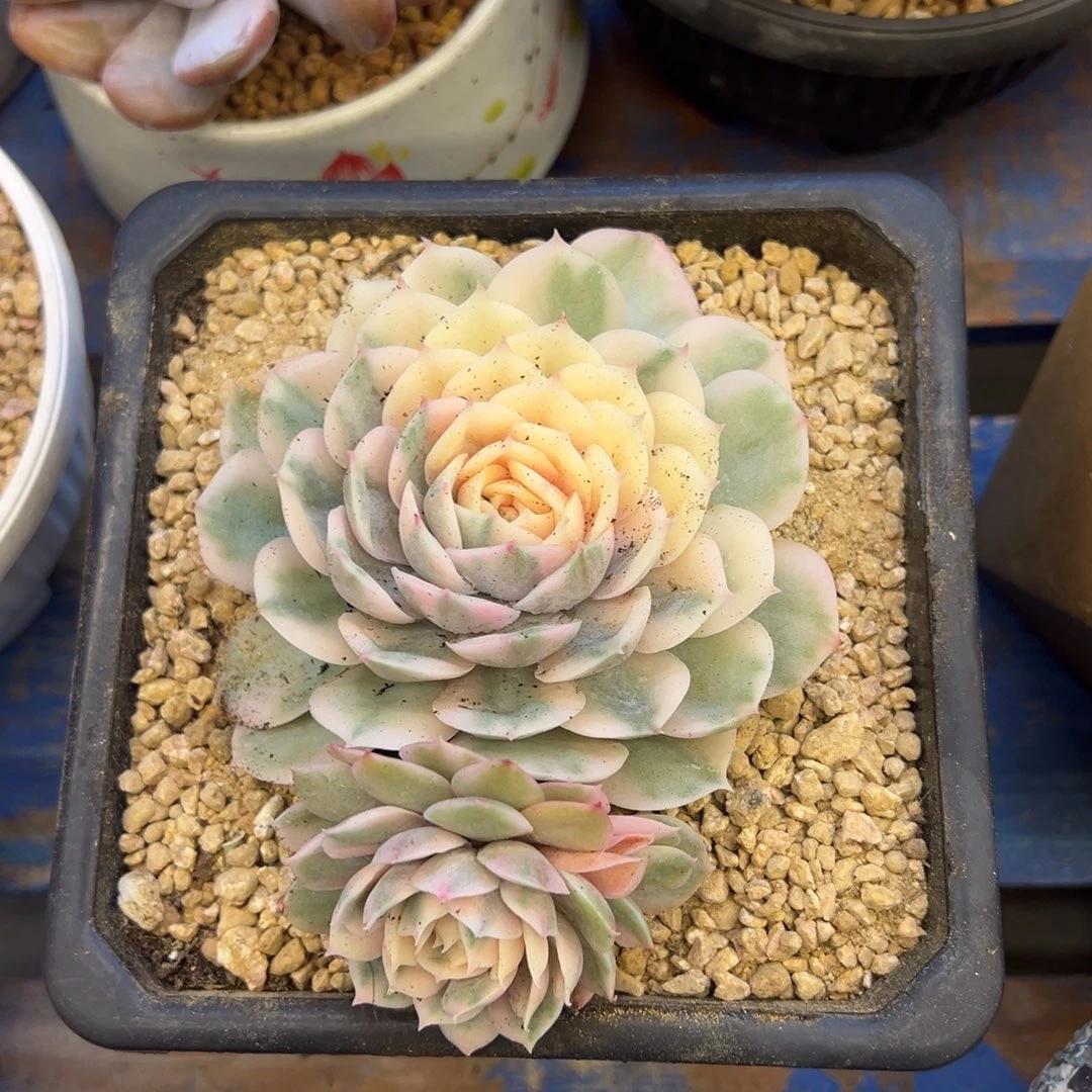 昂斯诺锦，，，，，，，，，，，