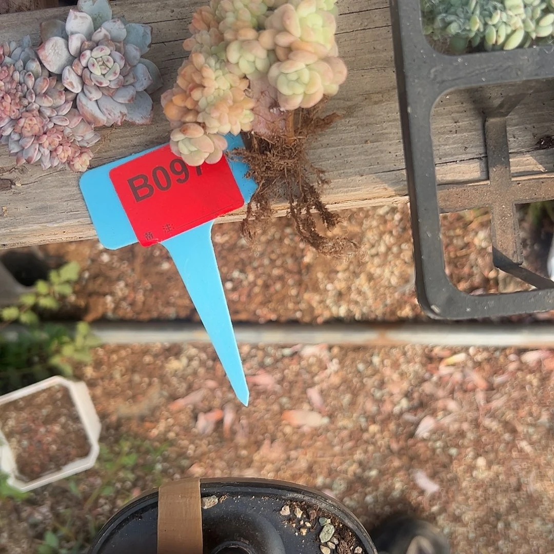 哦***豁多肉植物一物一拍