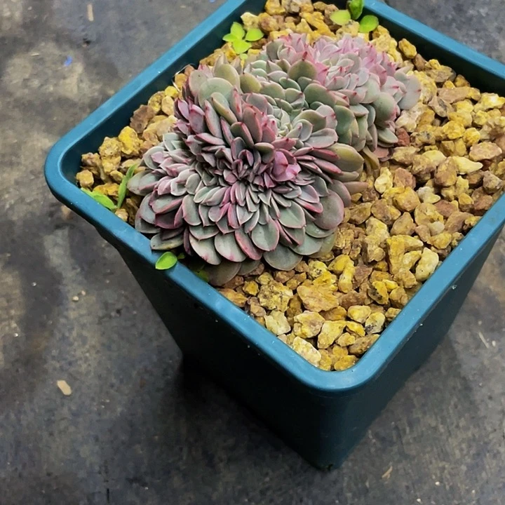 喷泉缀化一物一拍