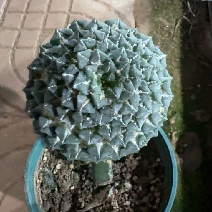 953红花光面馒头姬牡丹