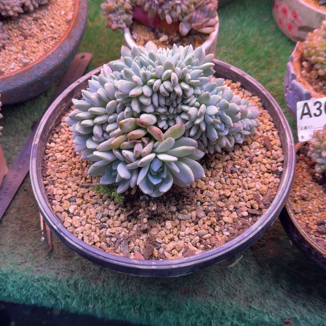 星影树缀无砍多肉