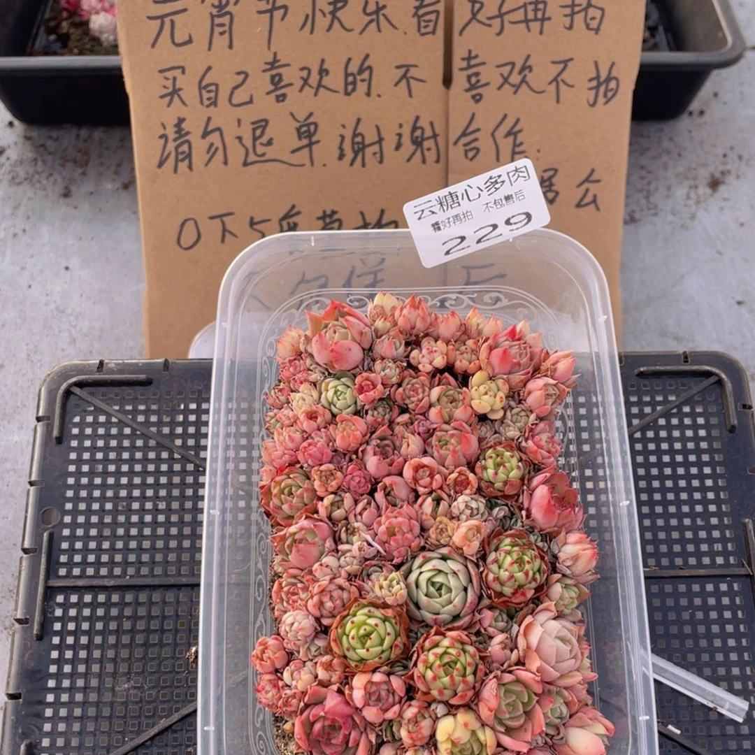 云糖心多肉植物229
