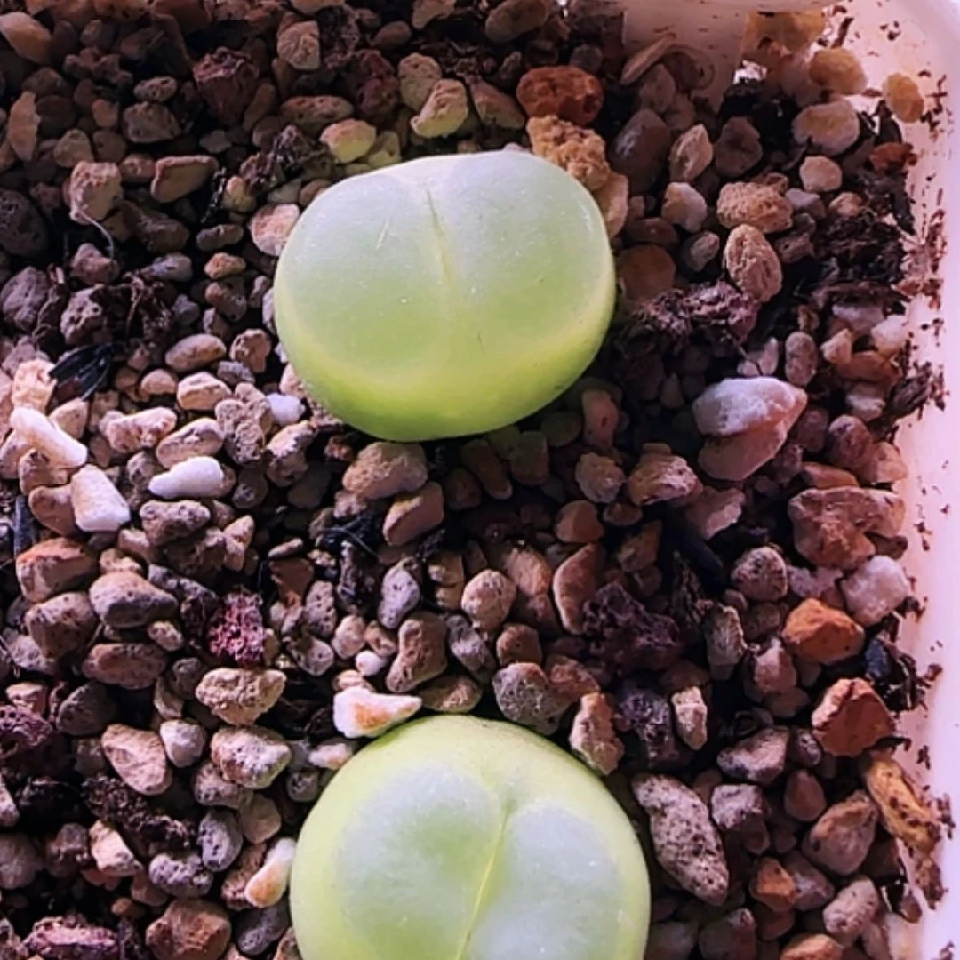 【闪购商品】两棵五年母本拉登