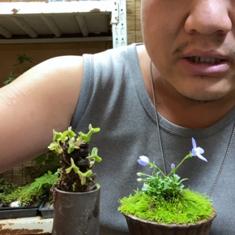 红陶一物一拍所见即所得11