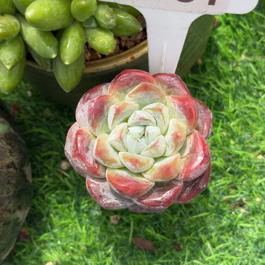 *****多肉植物3161 满30发货