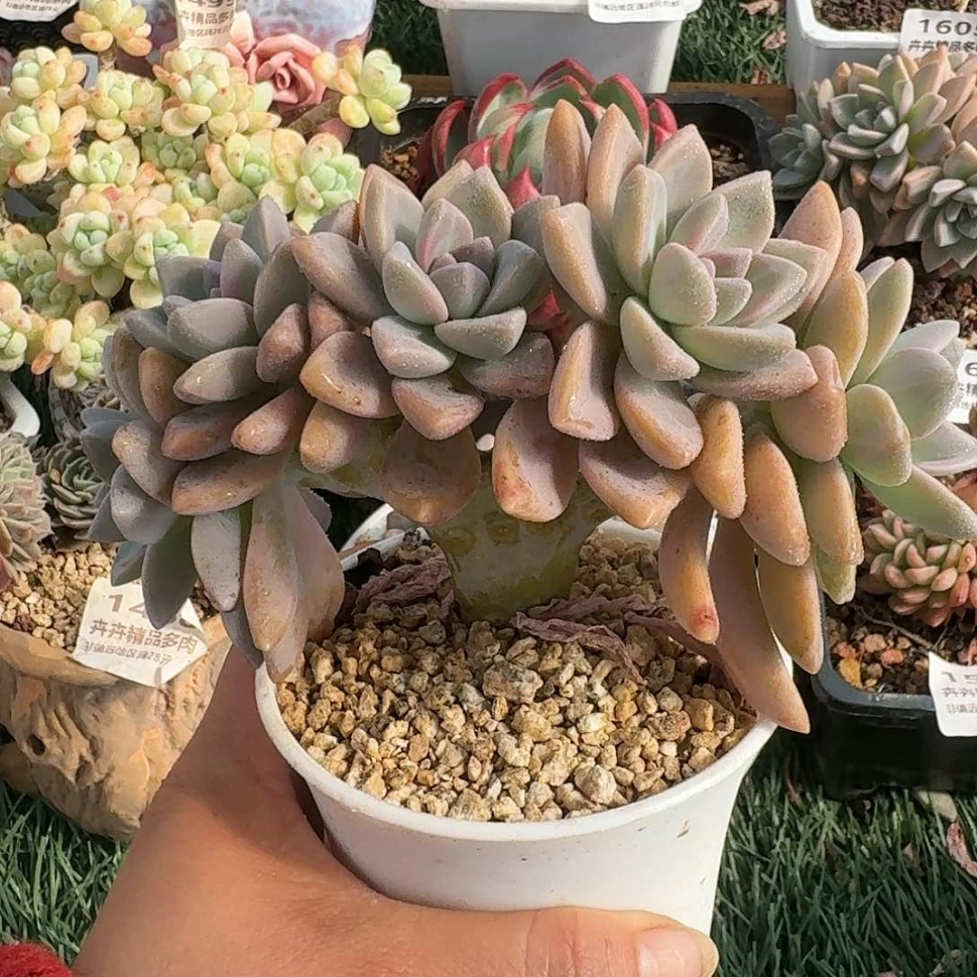 1626一物一拍（满28包邮）