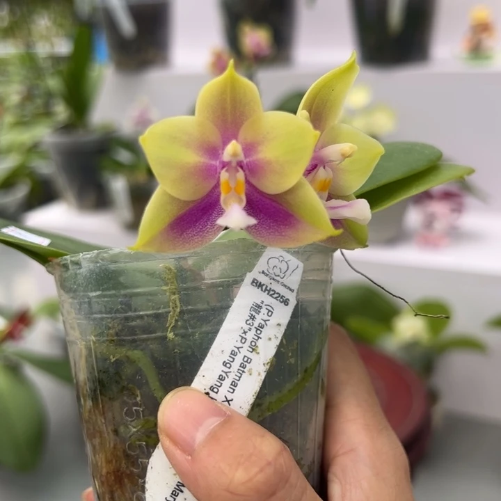 大部分花苞少量开放2.5寸杯BKH2256超甜香