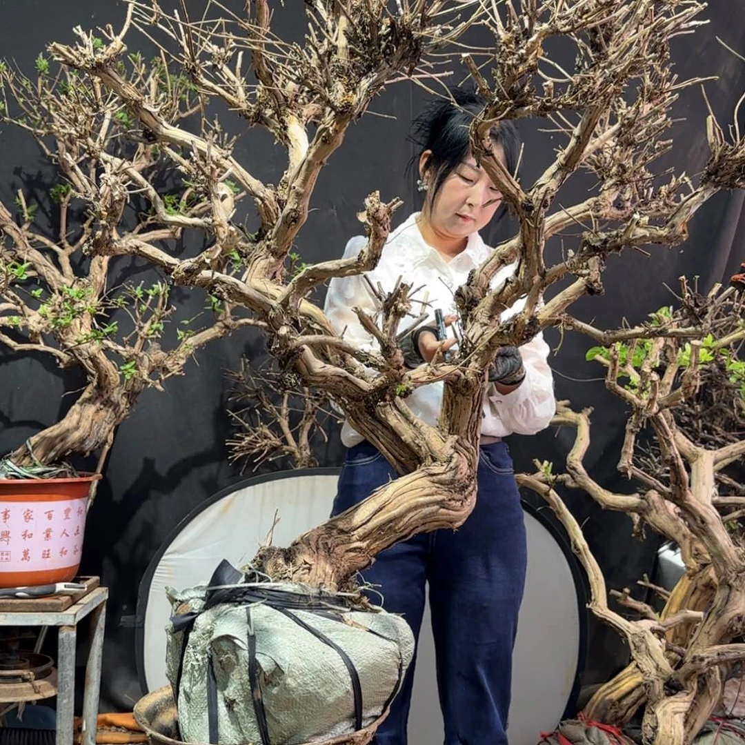 邓***留金银花金银花金花金子金花