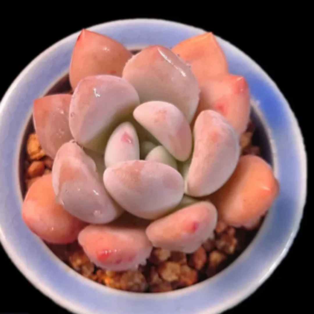 【满9.9包邮】奥普琳娜单头6.5cm盆多肉植物以直播间展示为主