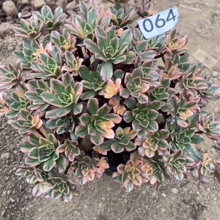 无花朵064多肉植物甜茶