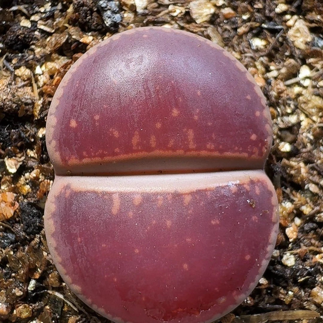 生石花111111。  268